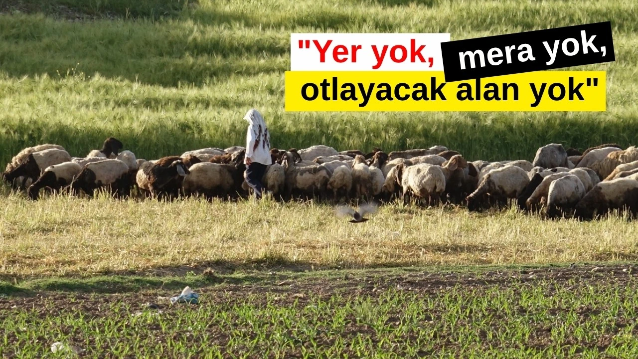Doğal Peynir Üreticileri Zor Durumda