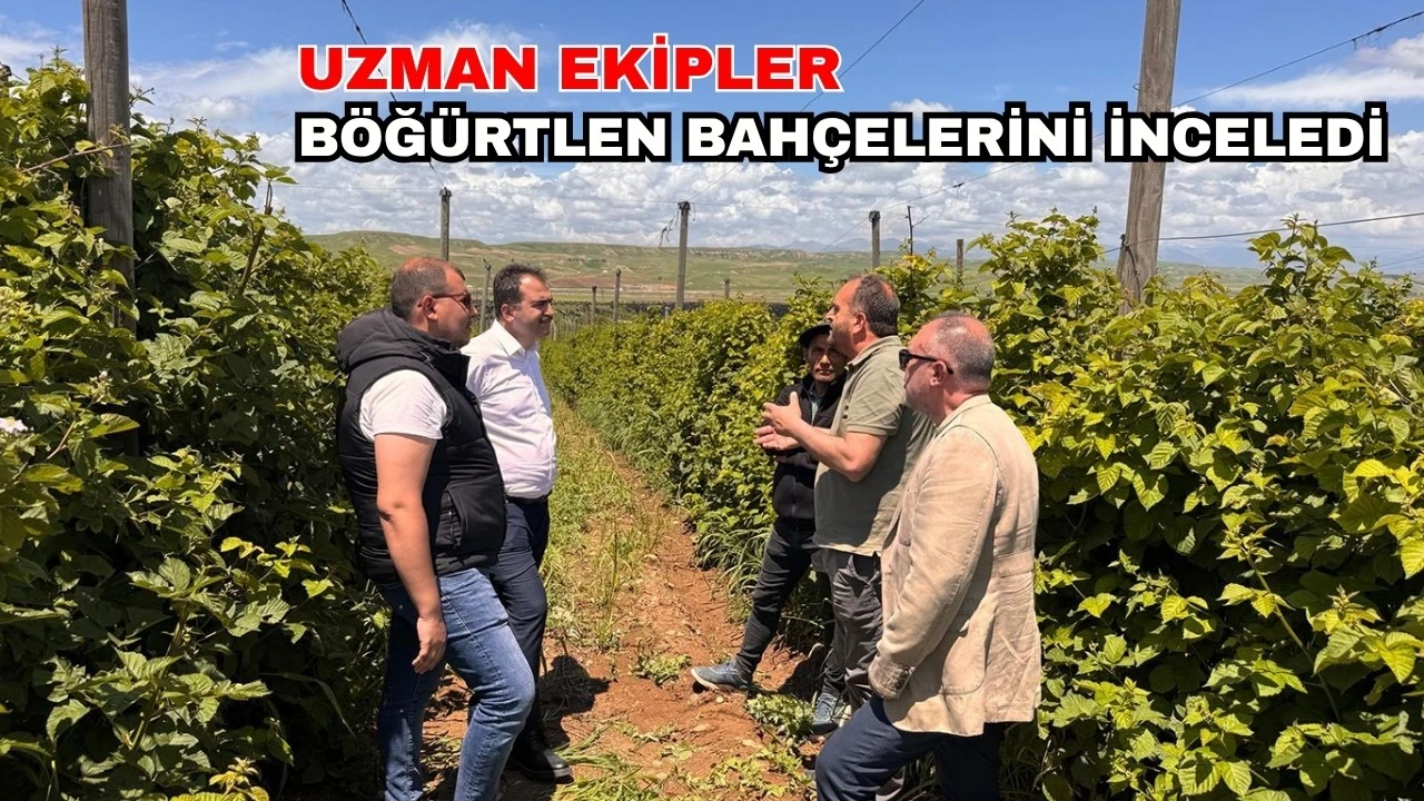 Batman’da Böğürtlen Yetiştiriciliği Projesi Teknik İncelemeyle Değerlendirildi
