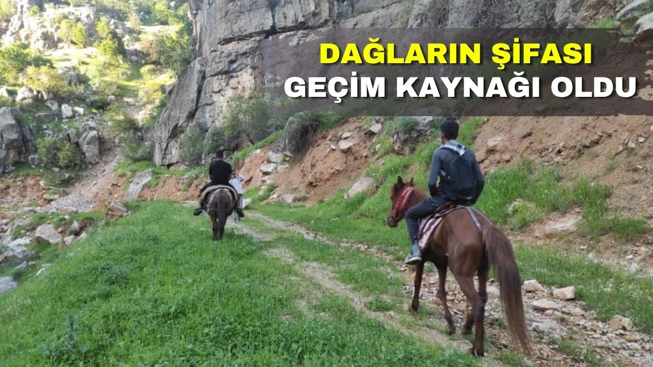 Katır Sırtında Şifalı Ot Toplama Geleneği