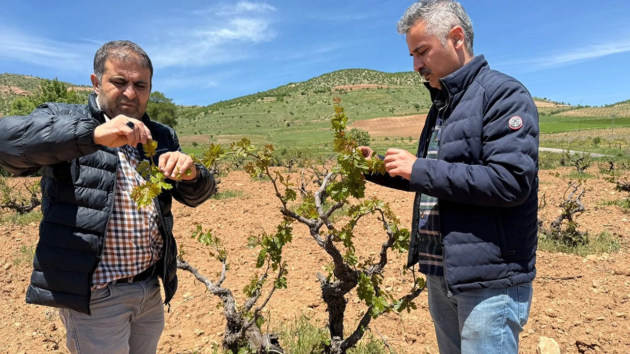 Bağlarda İlaçlama Zamanı Geldi