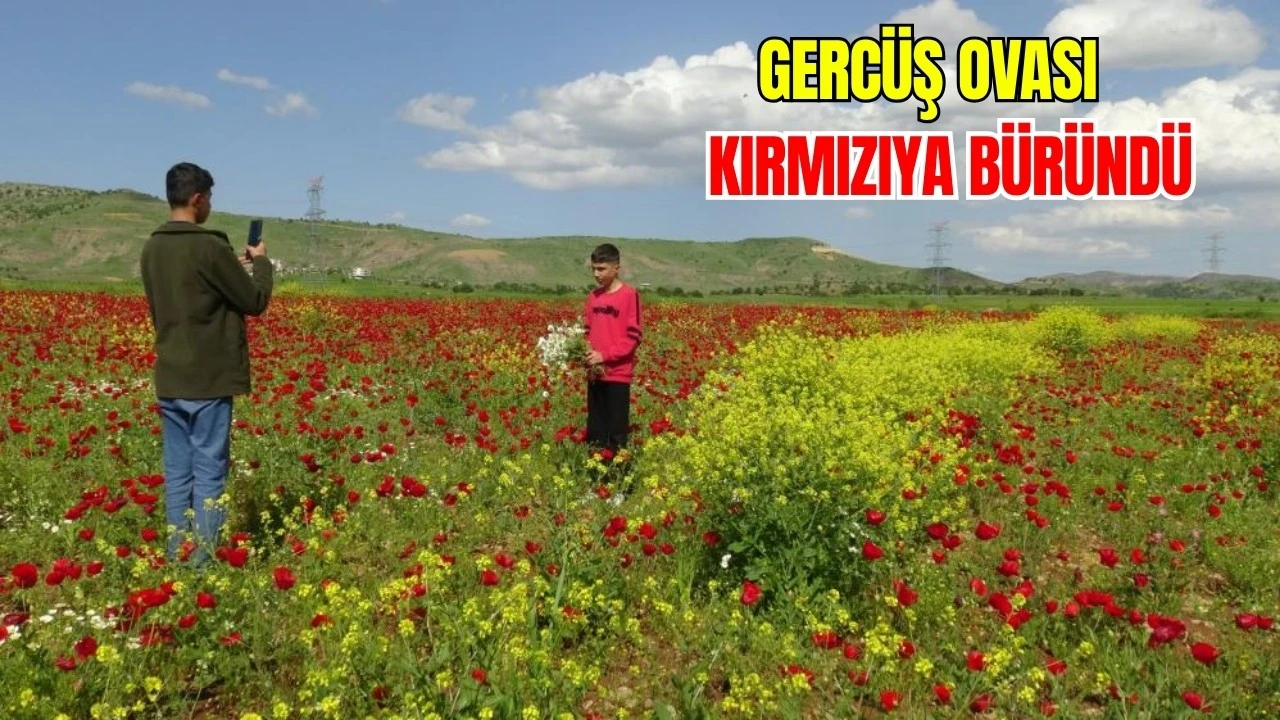 Gercüş Ovası Bahar Mevsiminde Renkli Görünüme Büründü