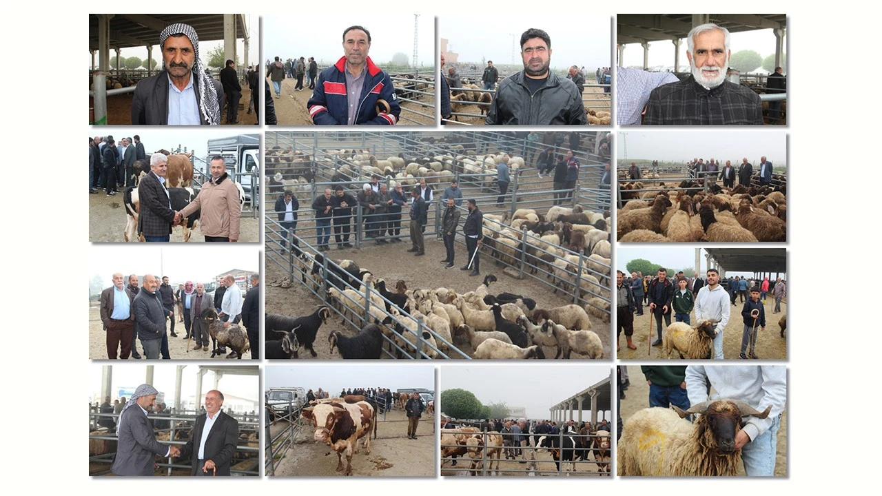 Kurban Bayramı İçin Hayvan Borsasında Hareketlilik Başladı