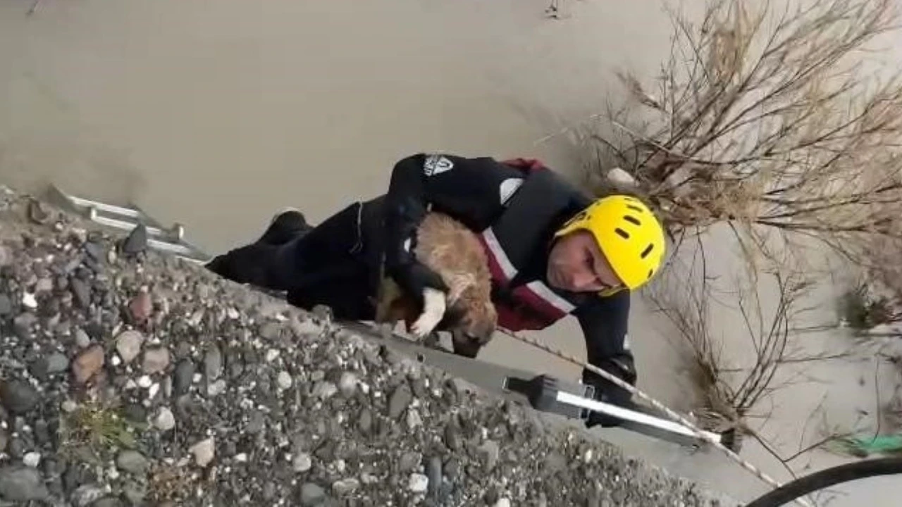 Batman Çayı’nda Mahsur Kalan Yavru Köpek Kurtarıldı