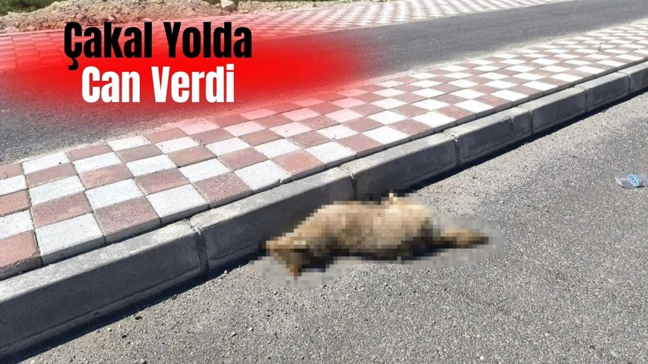 Bağlarbaşı Mahallesi’nde Yerleşim Alanına İnince Otomobil Çakalı Öldürdü