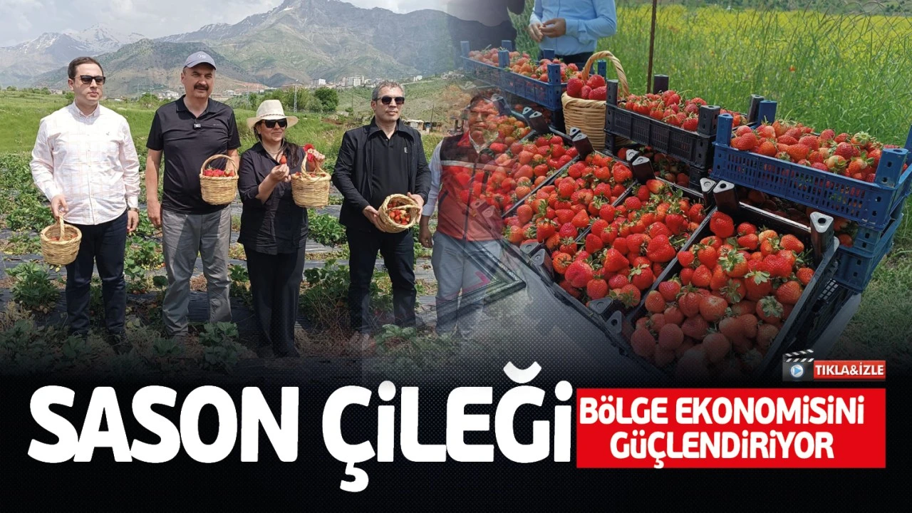 Sason Çileği, Ekonomiye Katkı Sağlıyor
