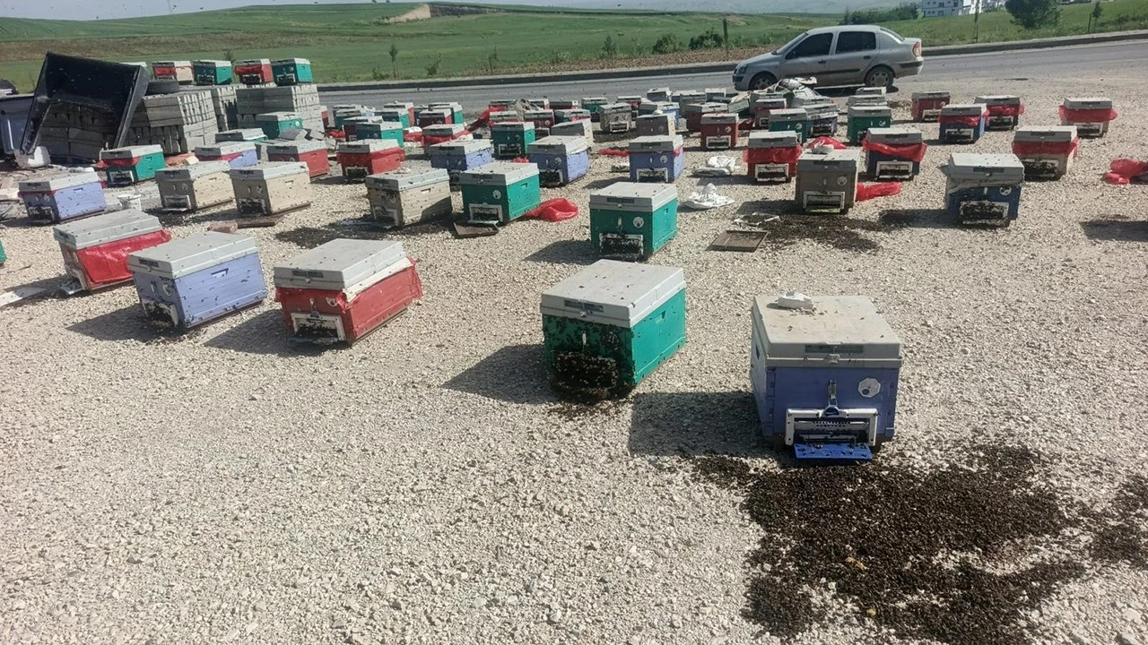 Arı Kovanları Yolda Savruldu, Binlerce Arı Telef Oldu