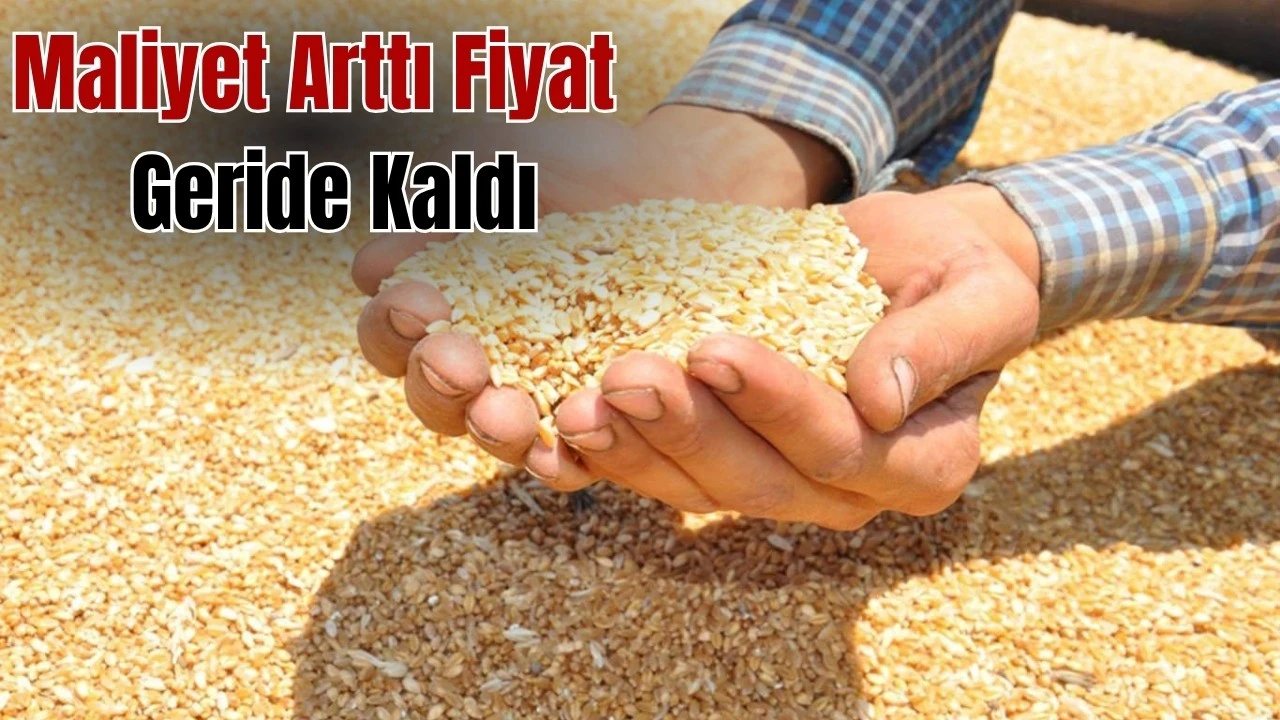 TMO’nun 2026 Buğday Alım Fiyatları Çiftçi Beklentisinin Altında Kaldı
