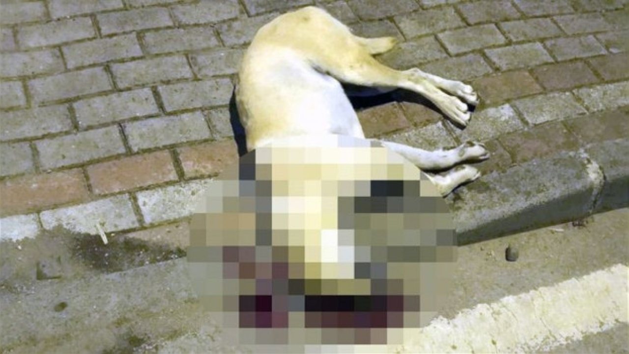 Oğlunu Isıran Köpeği Öldüren Kasabın Beraat Kararı İstinafla Bozuldu