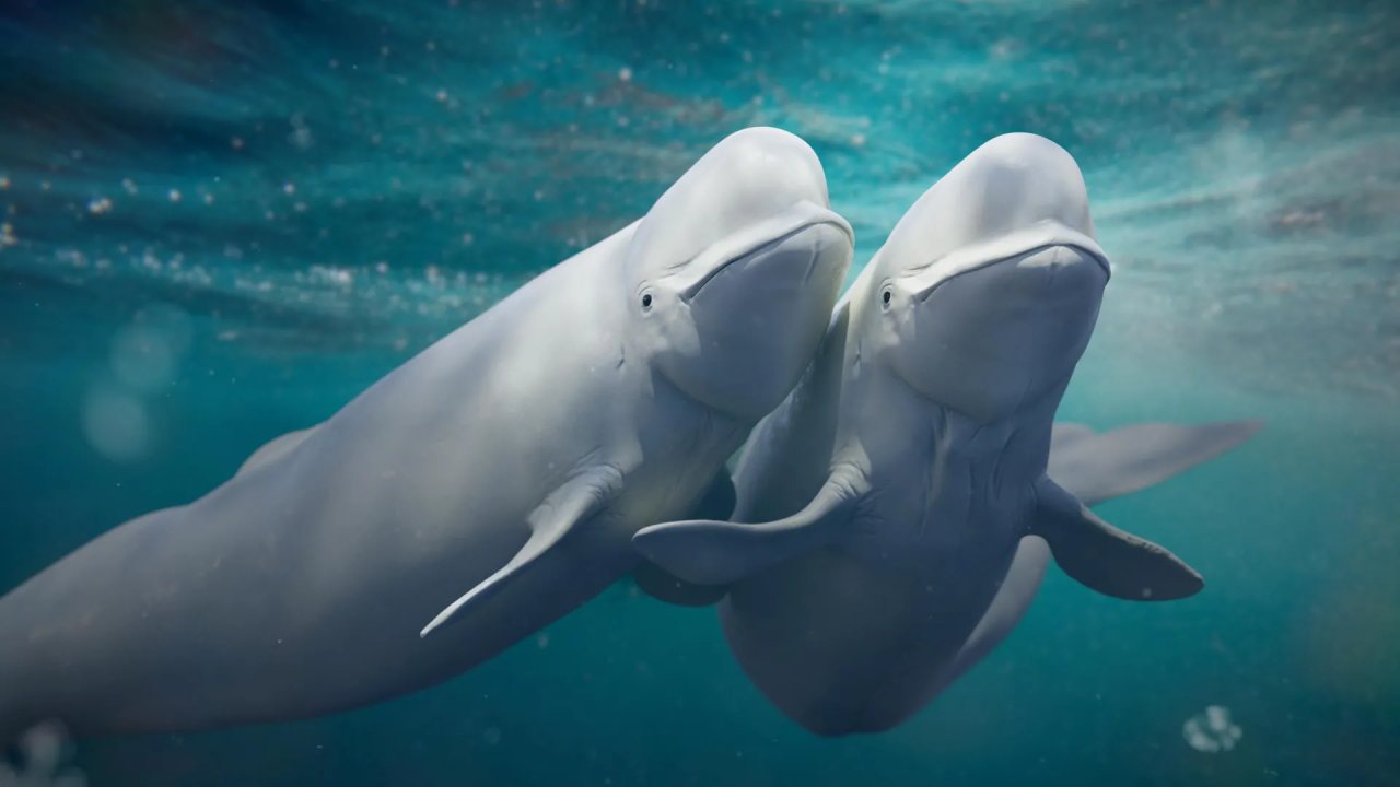 Beluga balinalarının eş değiştirme davranışı türlerini koruyor