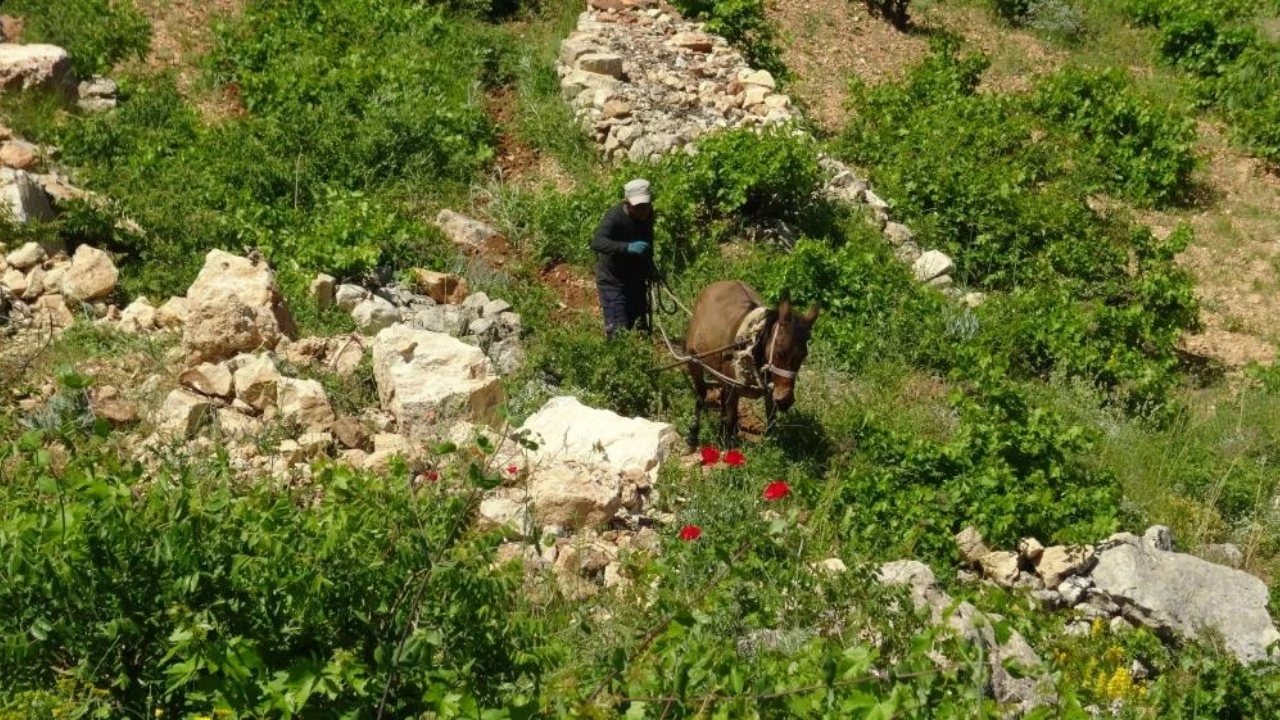 Gercüş’te Atla Çift Sürme Geleneği Zorlu Arazide Sürdürülüyor