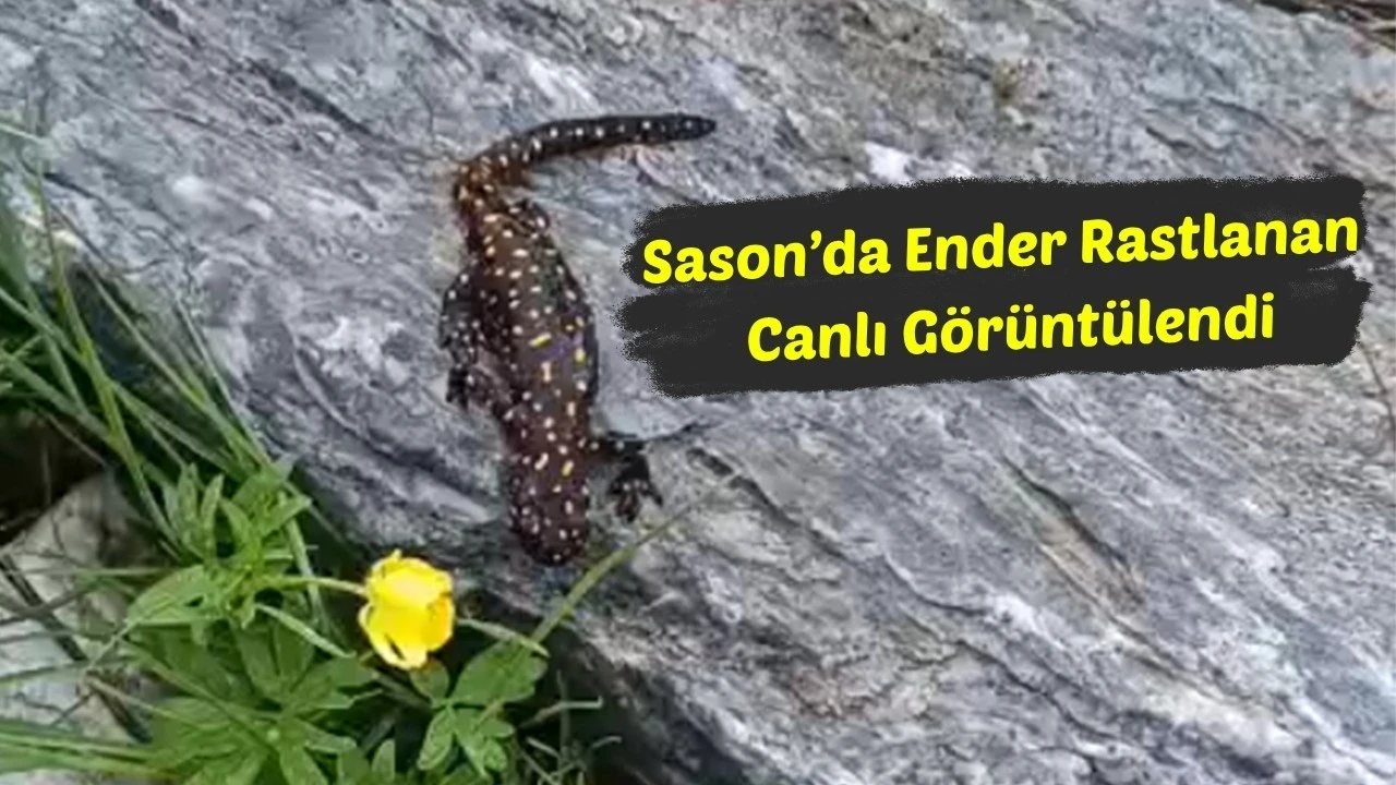 Sason Mereto Dağı’nda Anadolu Benekli Semenderi Görüldü