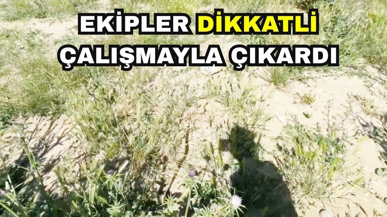Batman Sanayi Sitesinde Yılan Doğal Ortamına Bırakıldı