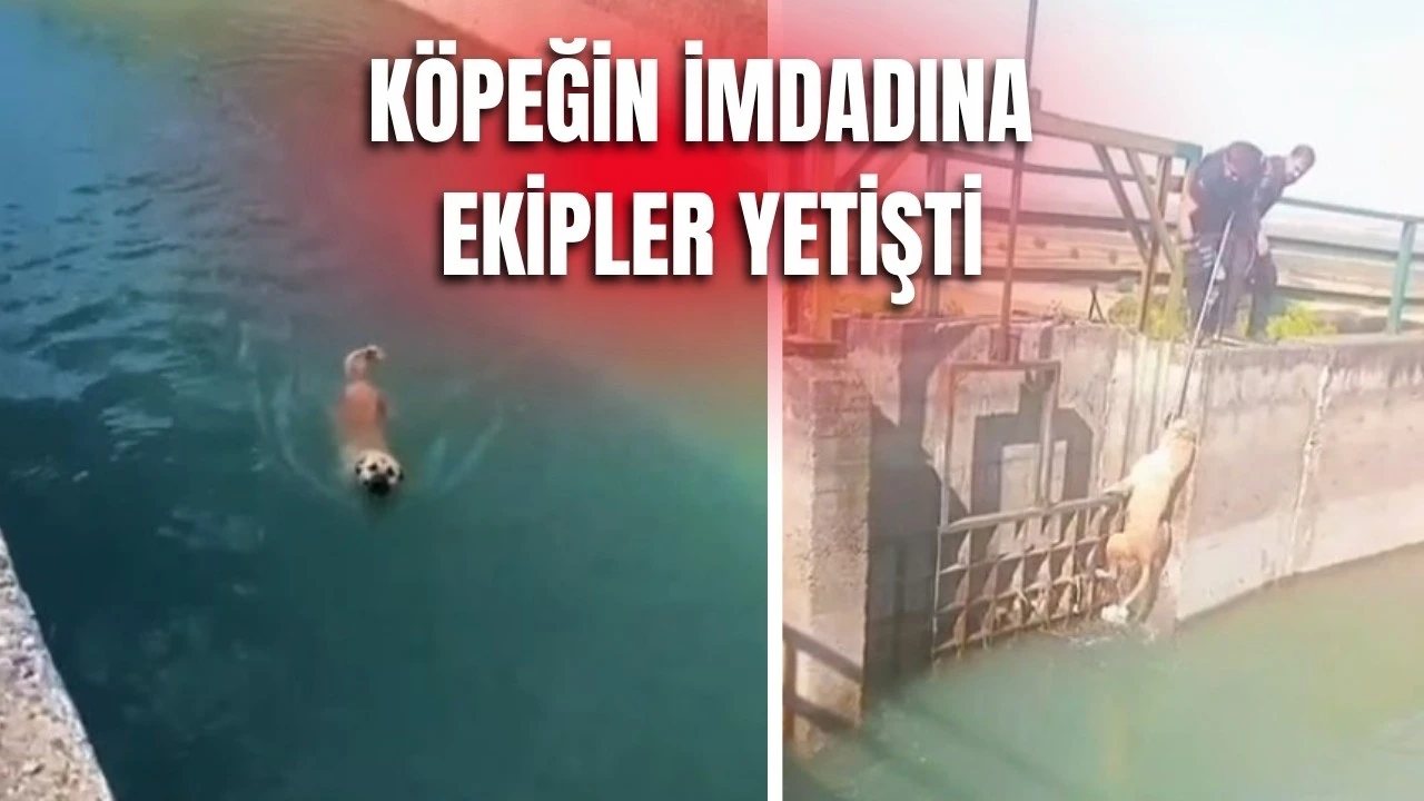 Kozluk’ta Su Kanalına Düşen Köpek Ekiplerce Kurtarıldı
