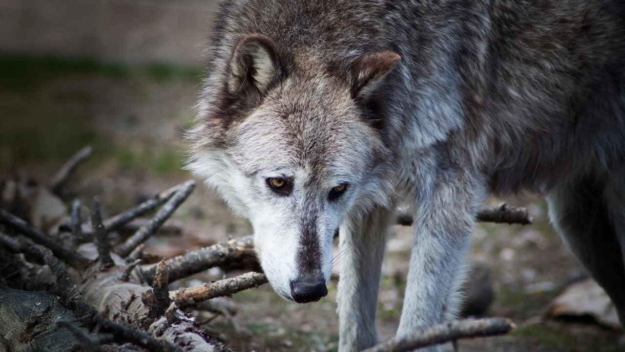 Yellowstone kurtlarının park ekosistemine etkisi yeniden değerlendirildi