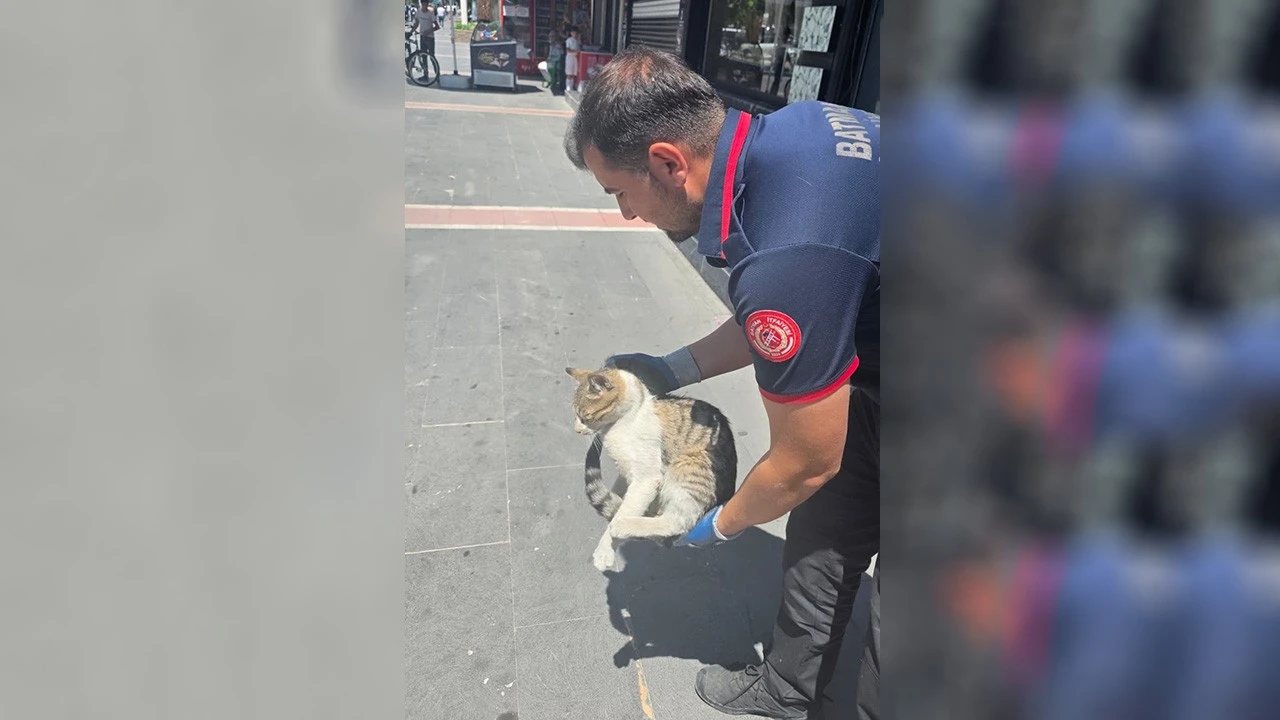 Batman’da Mazgala Düşen Kedi İtfaiye Ekiplerince Kurtarıldı