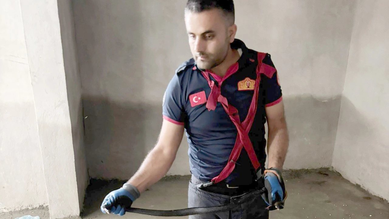 Körük Mahallesi’nde Yılan Yakalanarak Doğaya Bırakıldı