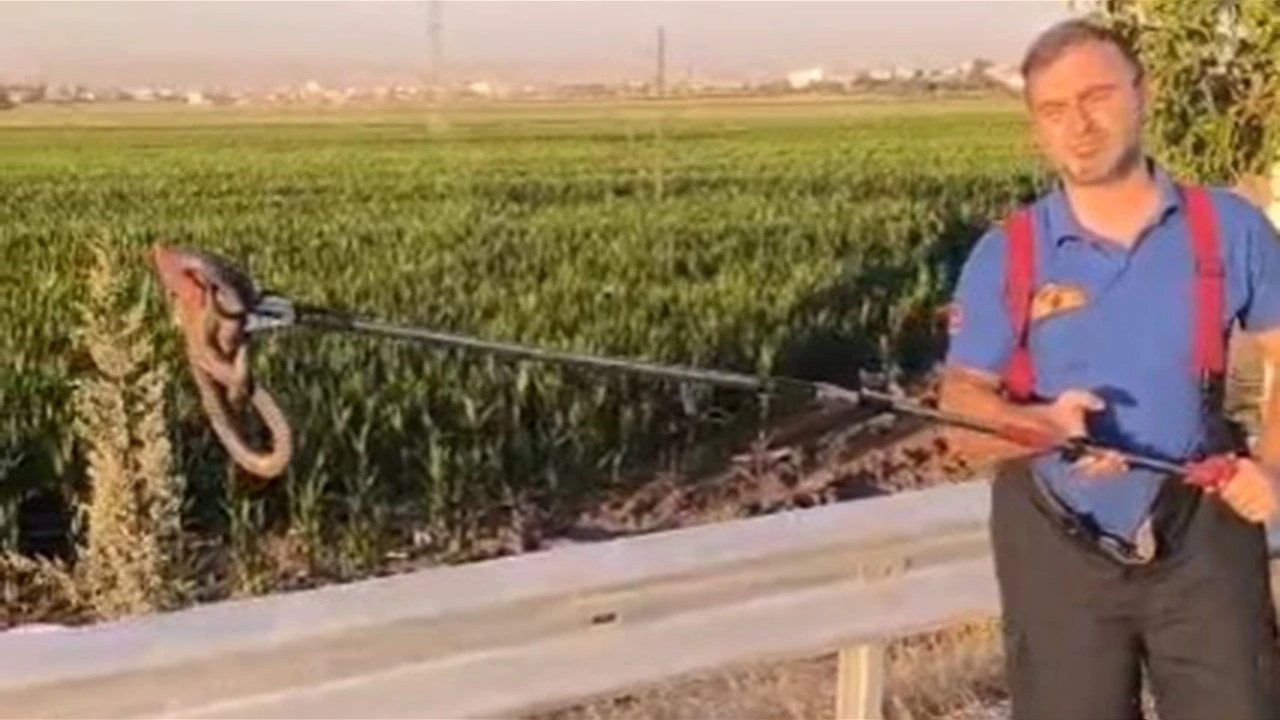 Batman Asri Mezarlığında Görülen Yılan Güvenle Yakalandı