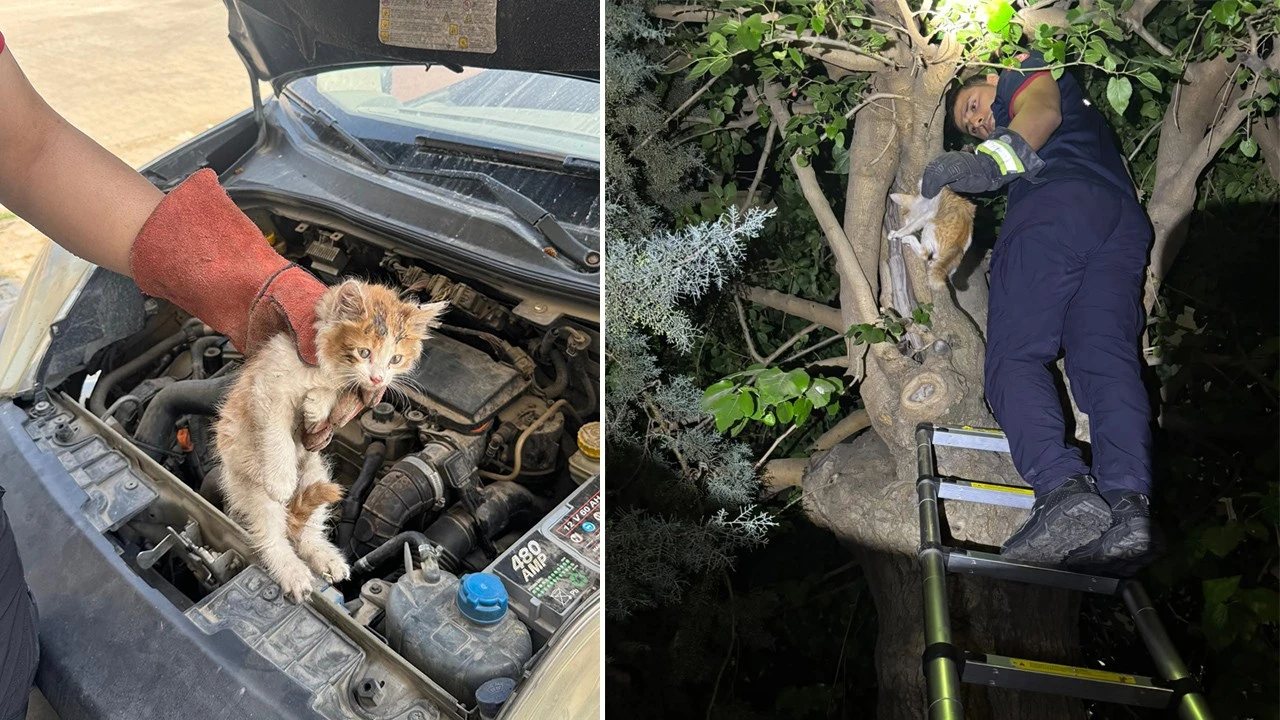 İtfaiye Ekipleri İki Kedi Kurtardı