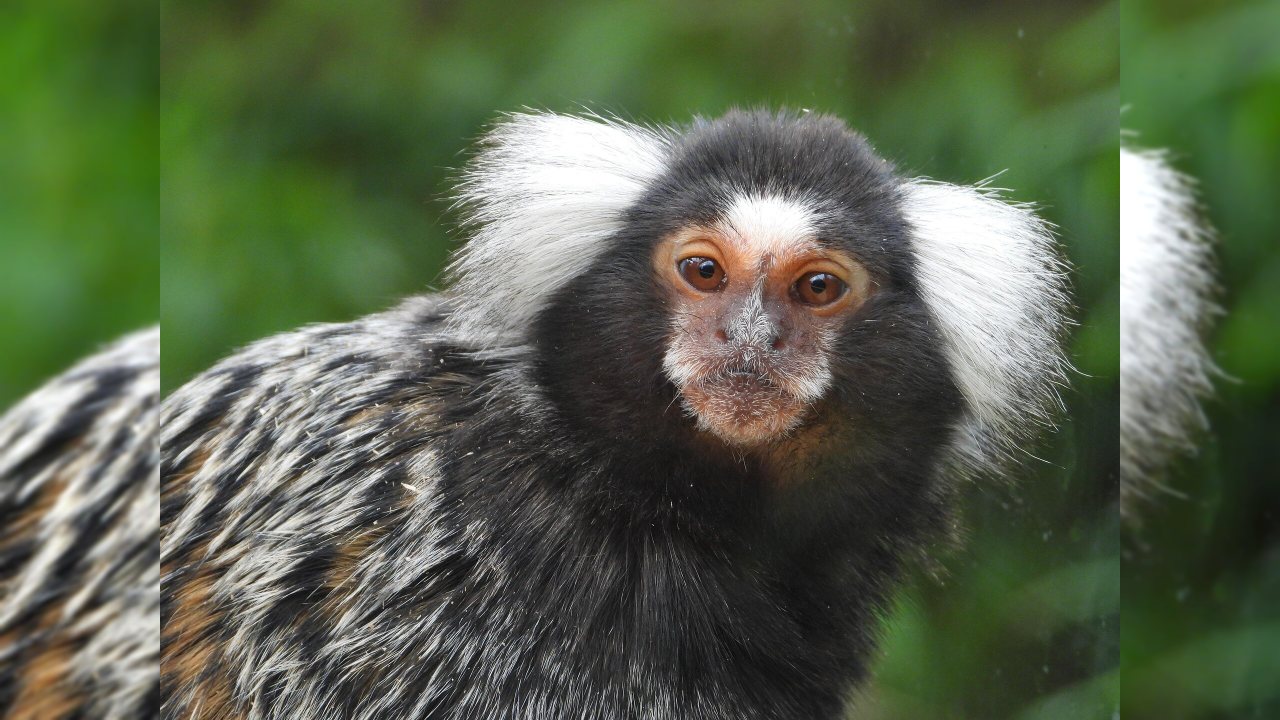Marmoset Genomunun Tamamlanması, Alzheimer Araştırmalarına Katkı Sağlayacak