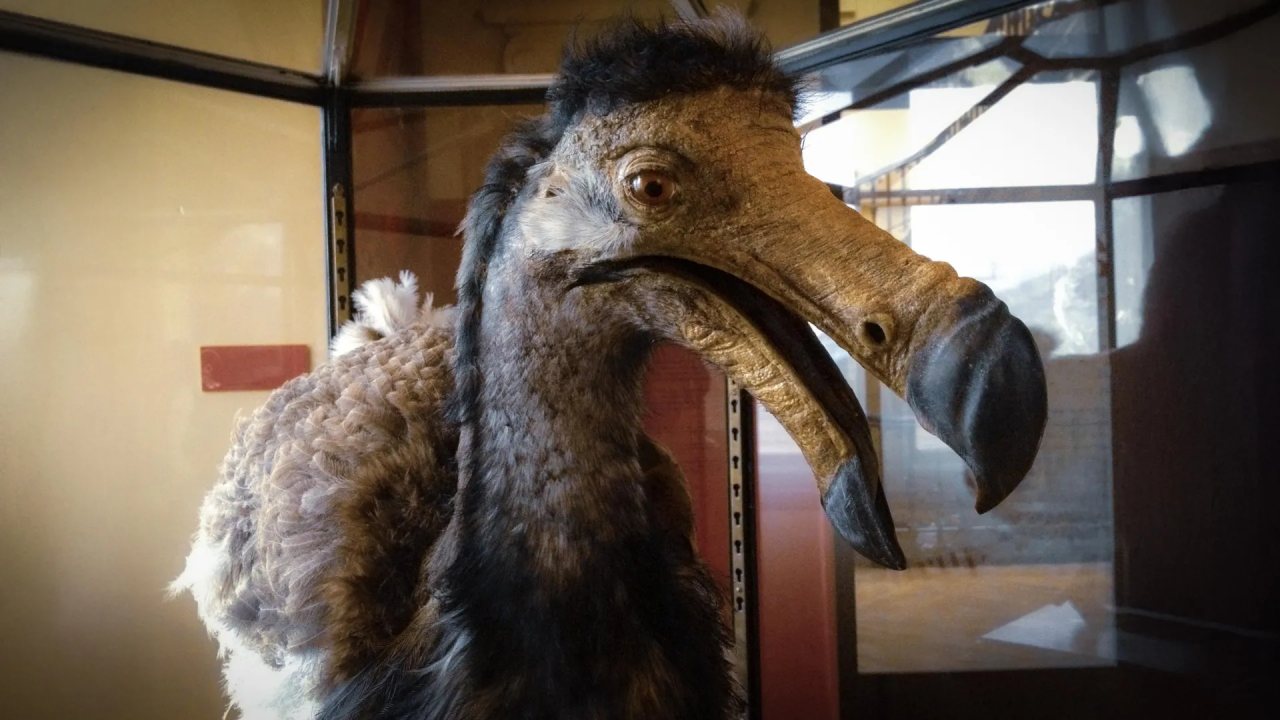 Dodo Kuşunun Gizli Duyusal Dünyası Ortaya Çıkıyor