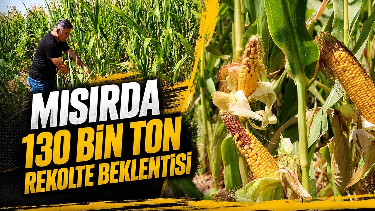 Batman’da Mısır Hasadı İçin 130 Bin Ton Rekolte Bekleniyor
