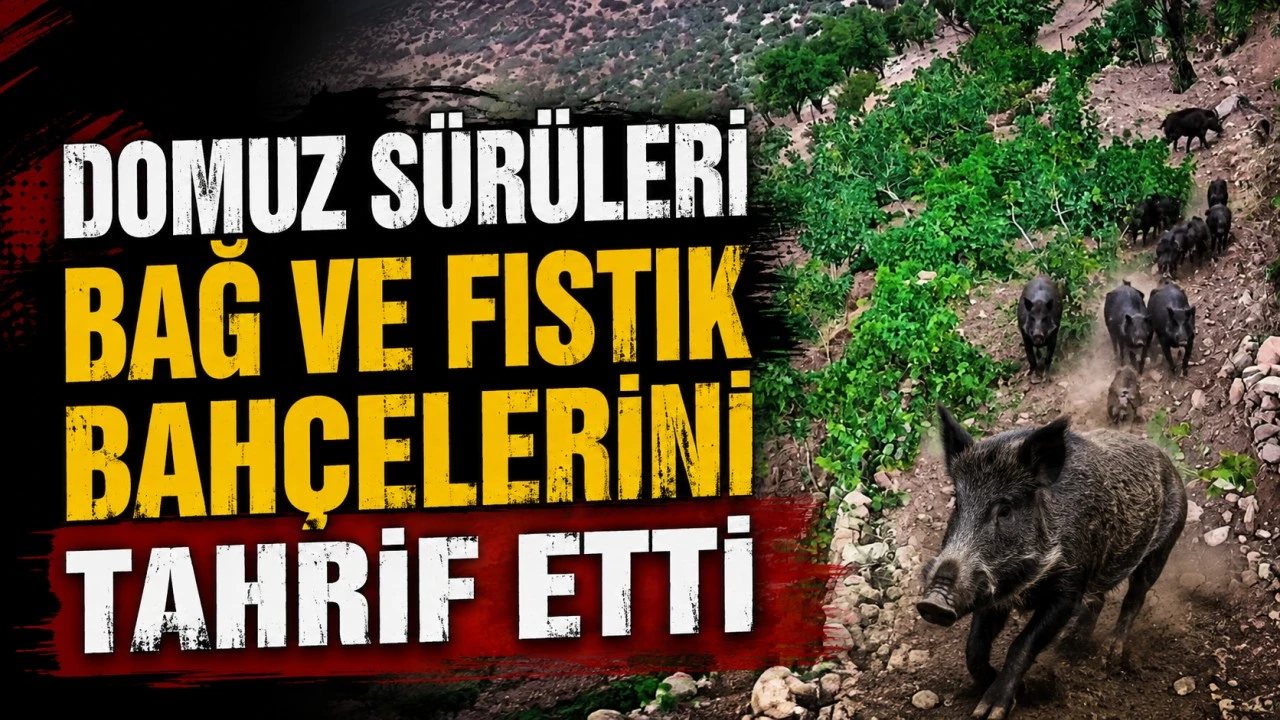 Yaban Domuzları Poyraz Köyü’ndeki Tarım Arazilerine Zarar Verdi