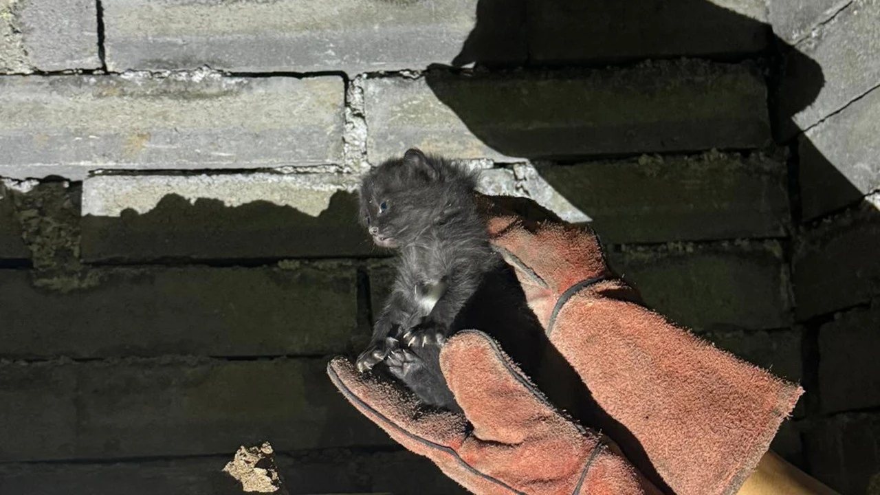 Havalandırma Boşluğundaki Kedi Kurtarıldı