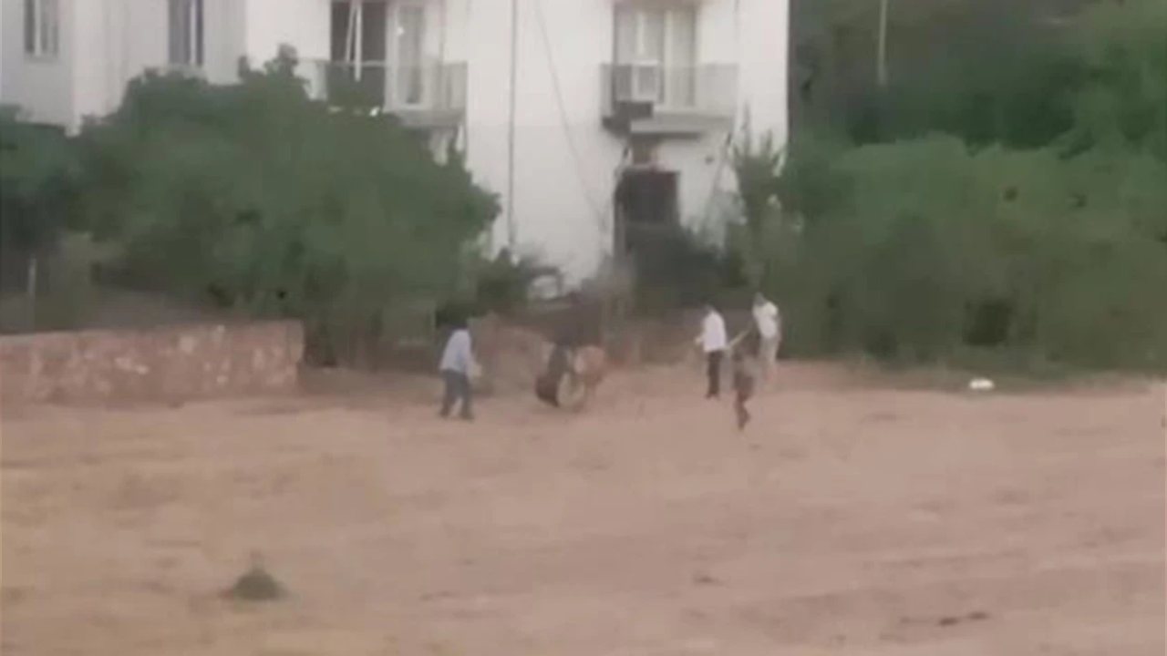 Bağlarbaşı’nda İneğin Saldırısına Uğrayan Sahibi Yaralandı