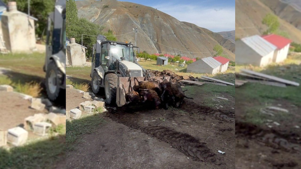 Erzincan’da Ayı Saldırısı: 144 Küçükbaş Hayvan Telef Oldu