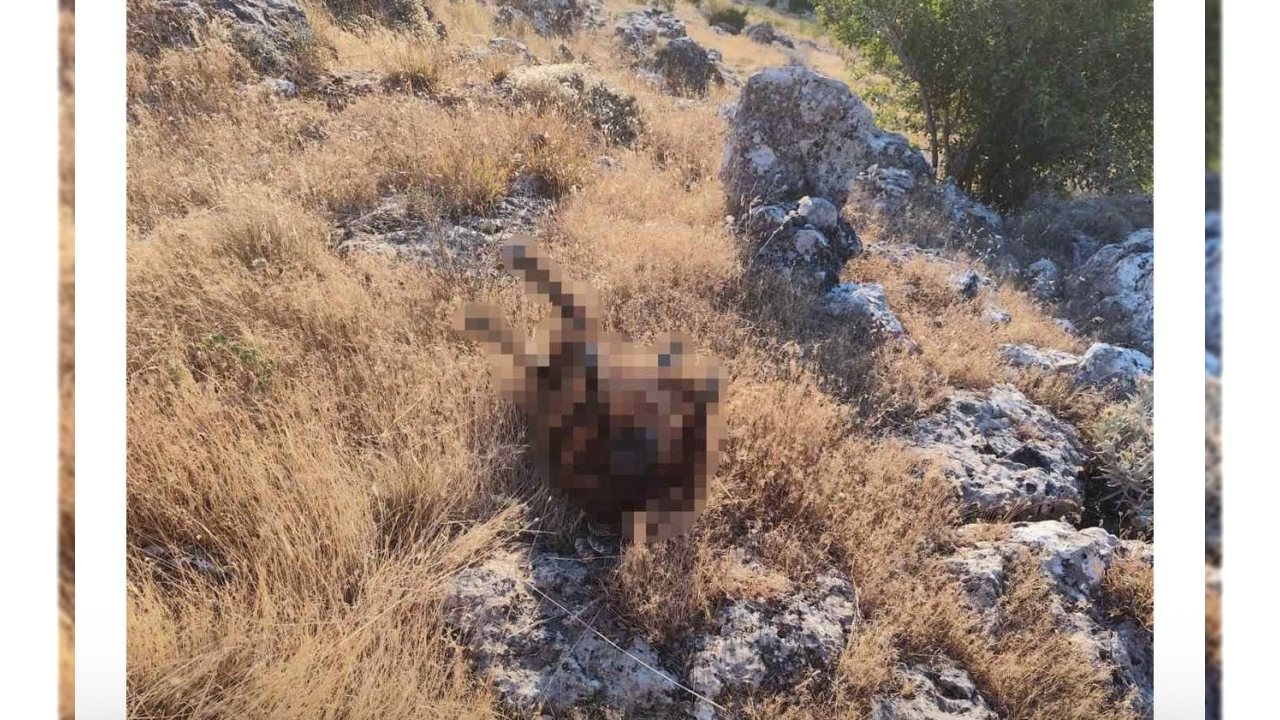 🐺 BATMAN GERÇÜŞ’TE KURT SALDIRISI: 6 KÜÇÜKBAŞ TELEF OLDU, 18 HAYVAN KAYIP