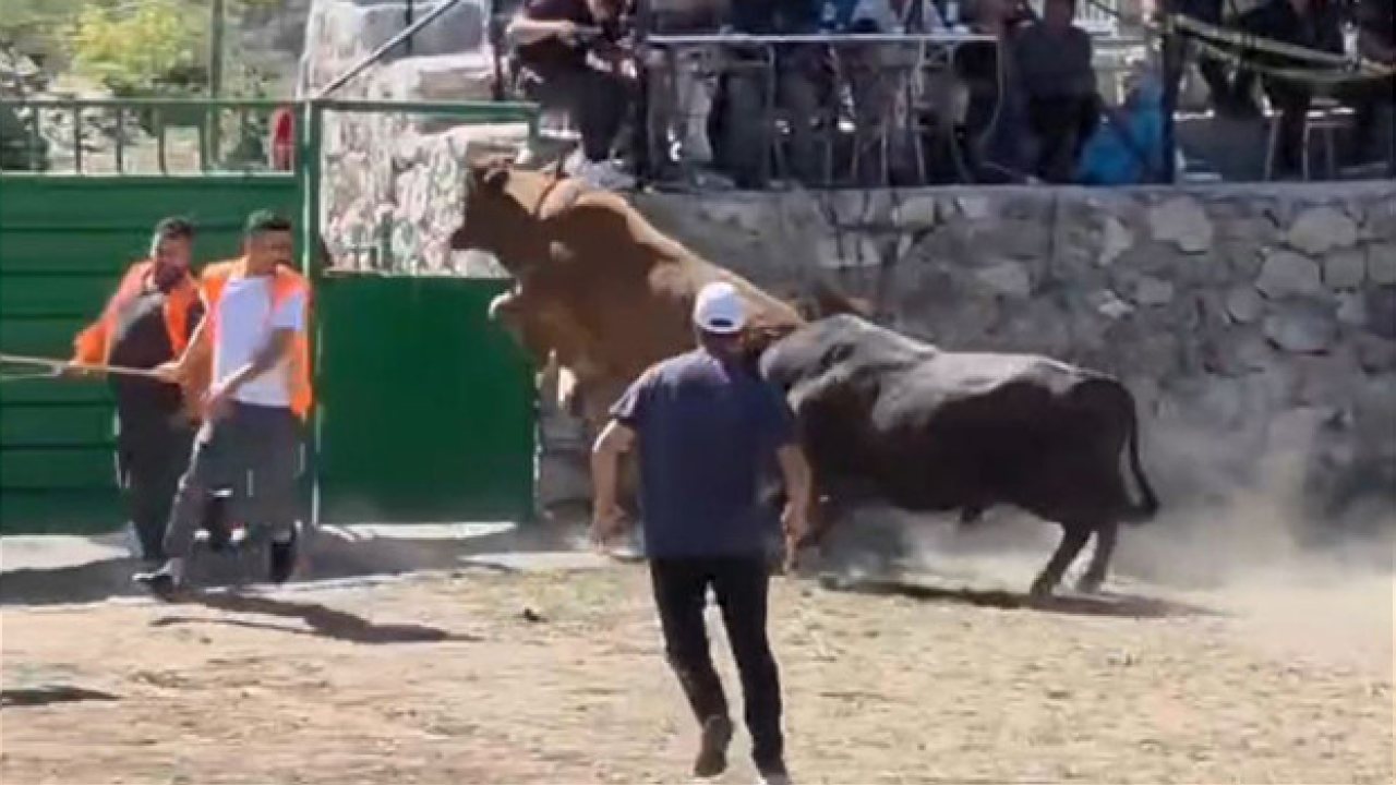 Artvin’de Boğa Güreşinde 600 Kiloluk Boğa Kapıdan Atlarken Görüntülendi