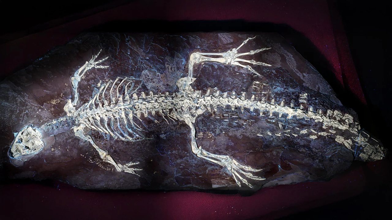 125 Milyon Yıllık Krokodil Fosilinde Kamuflaj İzleri Bulundu