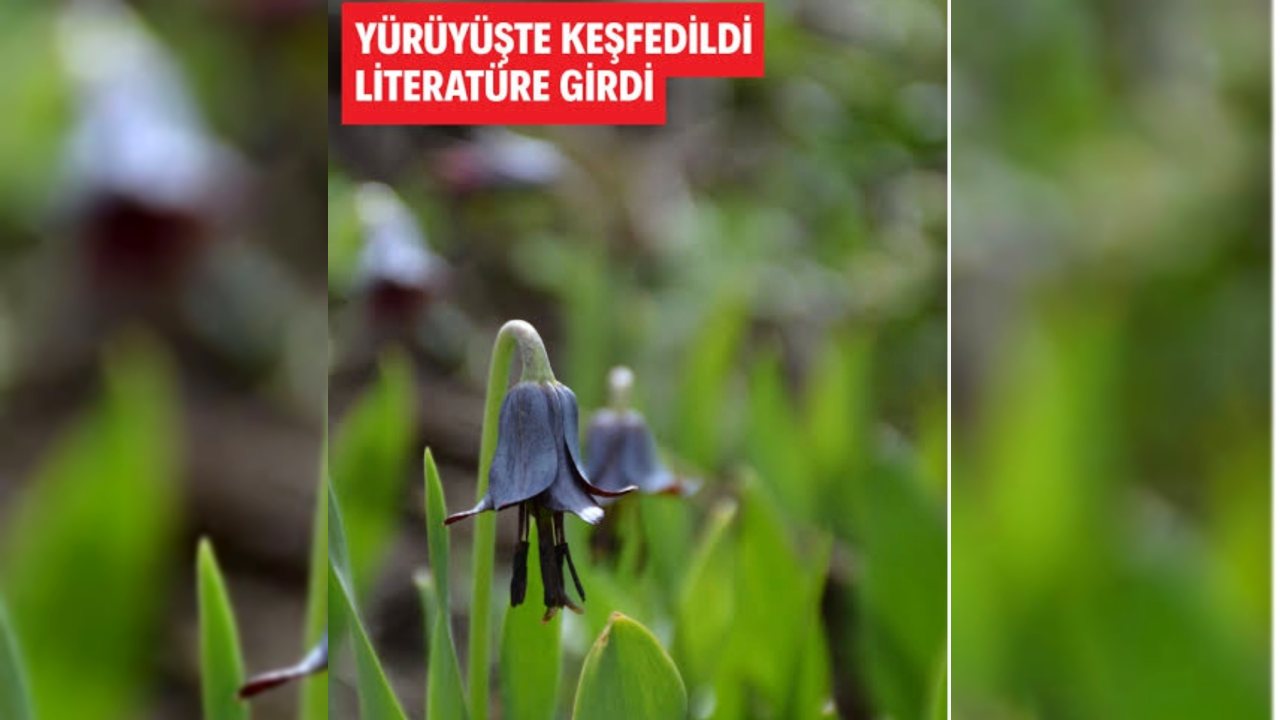 Sason’da Yeni Ters Lale Türü Keşfedildi