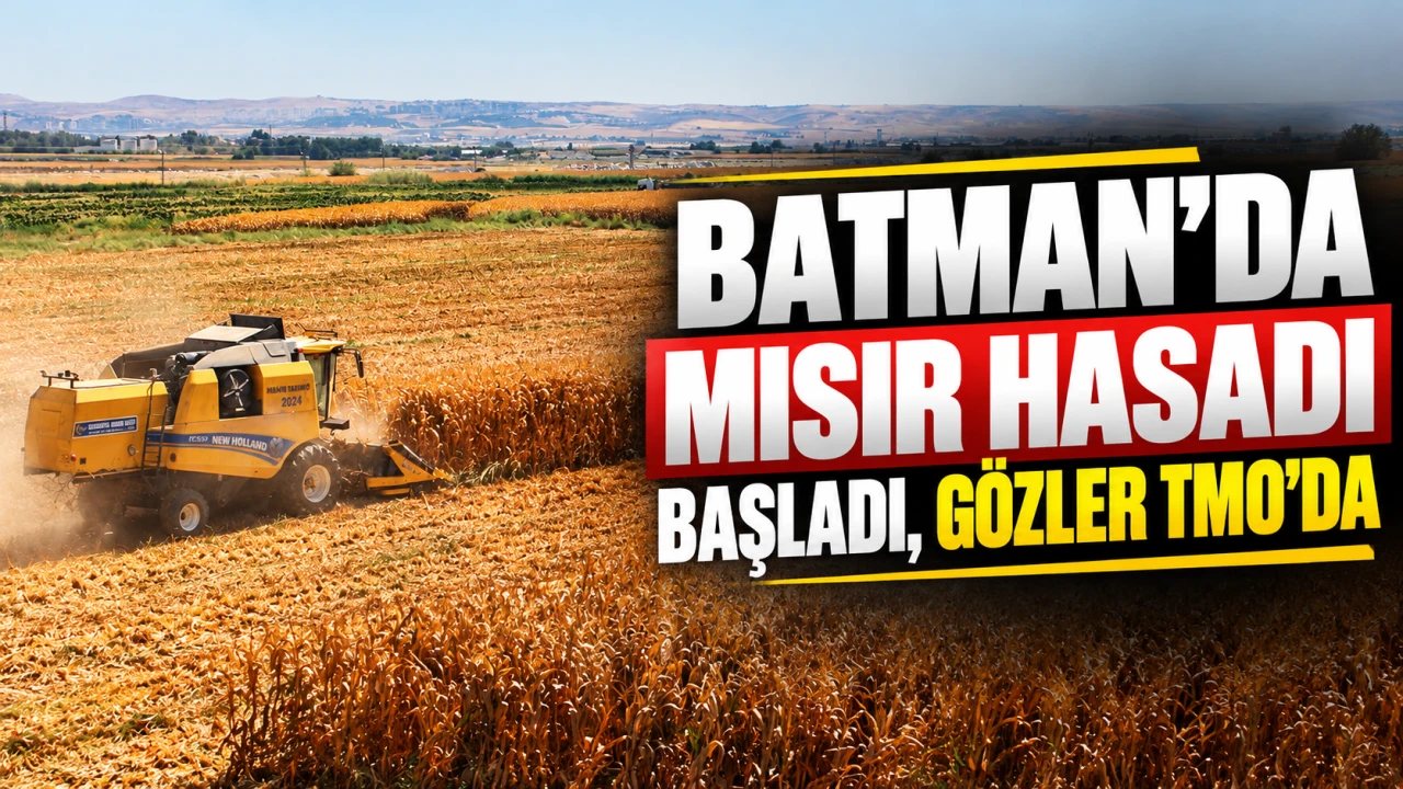 Batman’da Mısır Hasadı Başladı, Üreticiler 17 Bin TL Bekliyor
