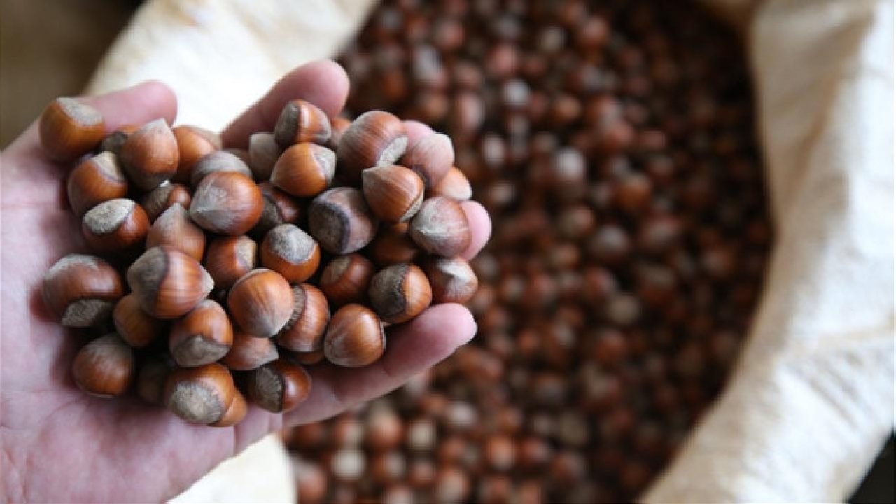 Ticaret Bakanlığı, Ordu ve Giresun’da Fındık Piyasasını İnceliyor