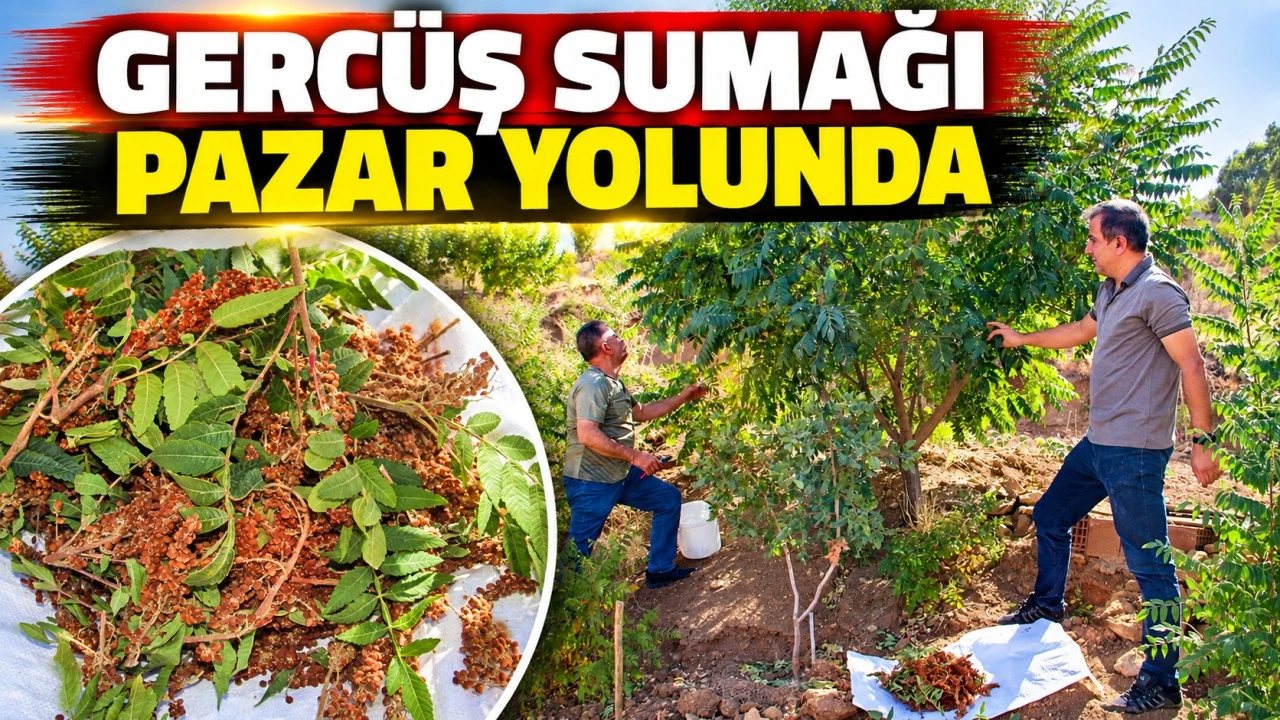 Gercüş’te Sumağın Hasadı Başladı ve Pazar Yolu Açılıyor