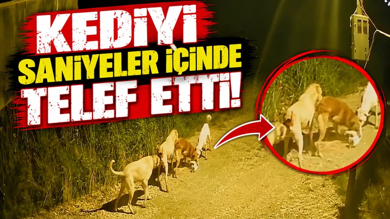 Başbaşo köpeklerin saldırısında kedi telef oldu