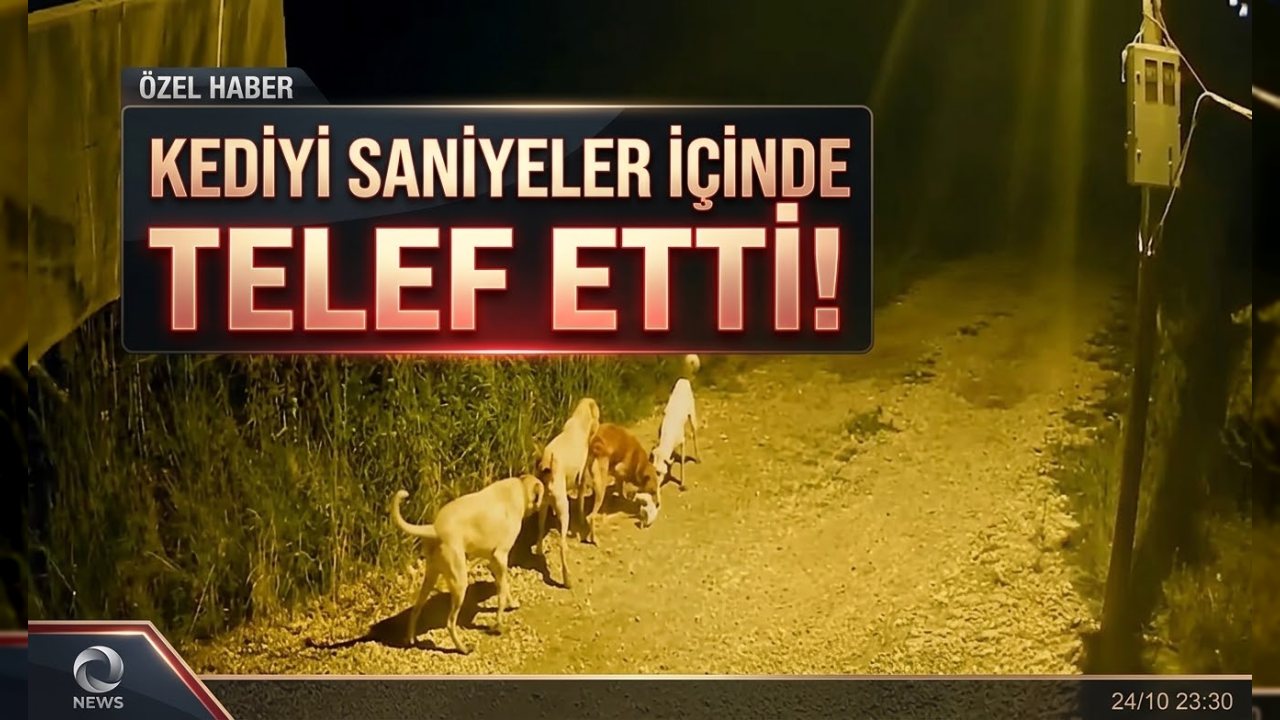 Başıboş köpeklerin saldırısında kedi telef oldu