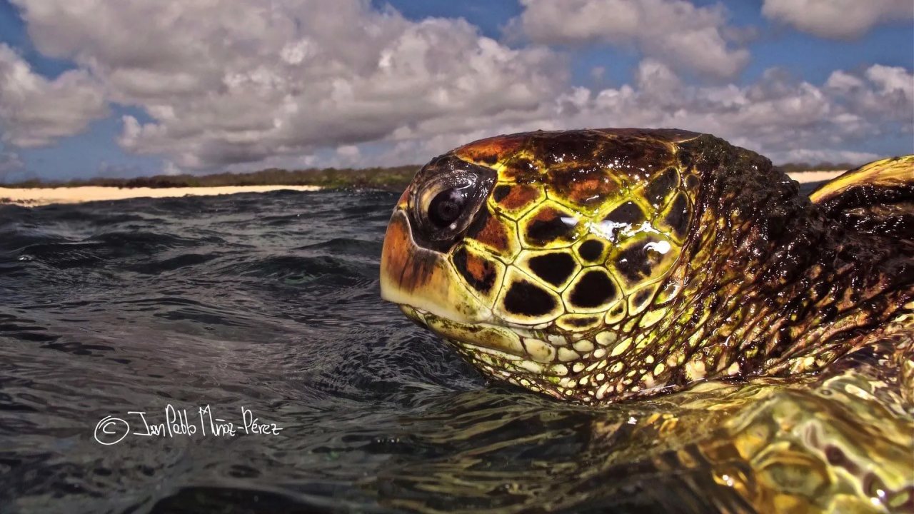 Galapagos Deniz Kaplumbağaları Kendi Alanlarında Kaldı