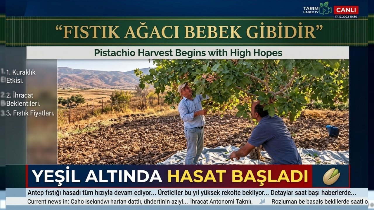 Beşiri ve Eruh’ta Fıstık Hasadı Başladı