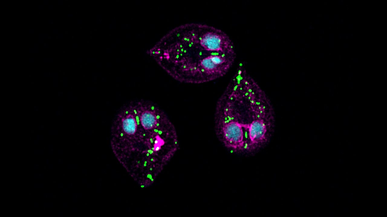 Parazit Mitochondrialarının Haritalanması Yeni İlaç Hedefleri Sunuyor