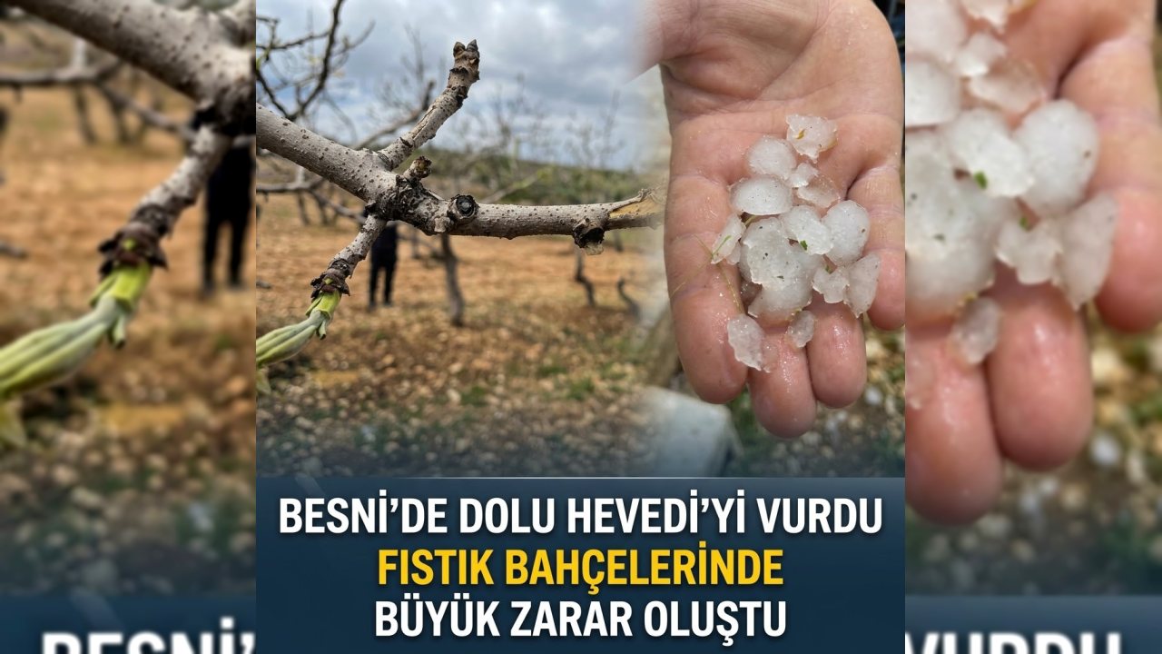Beşiri’de Dolu, Fıstık Bahçelerine Zarar Verdi