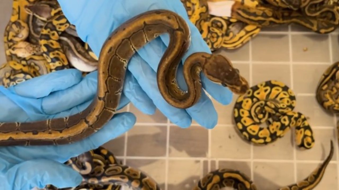 Kapıkule Sınır Kapısı’nda 67 Canlı Piton Ele Geçirildi