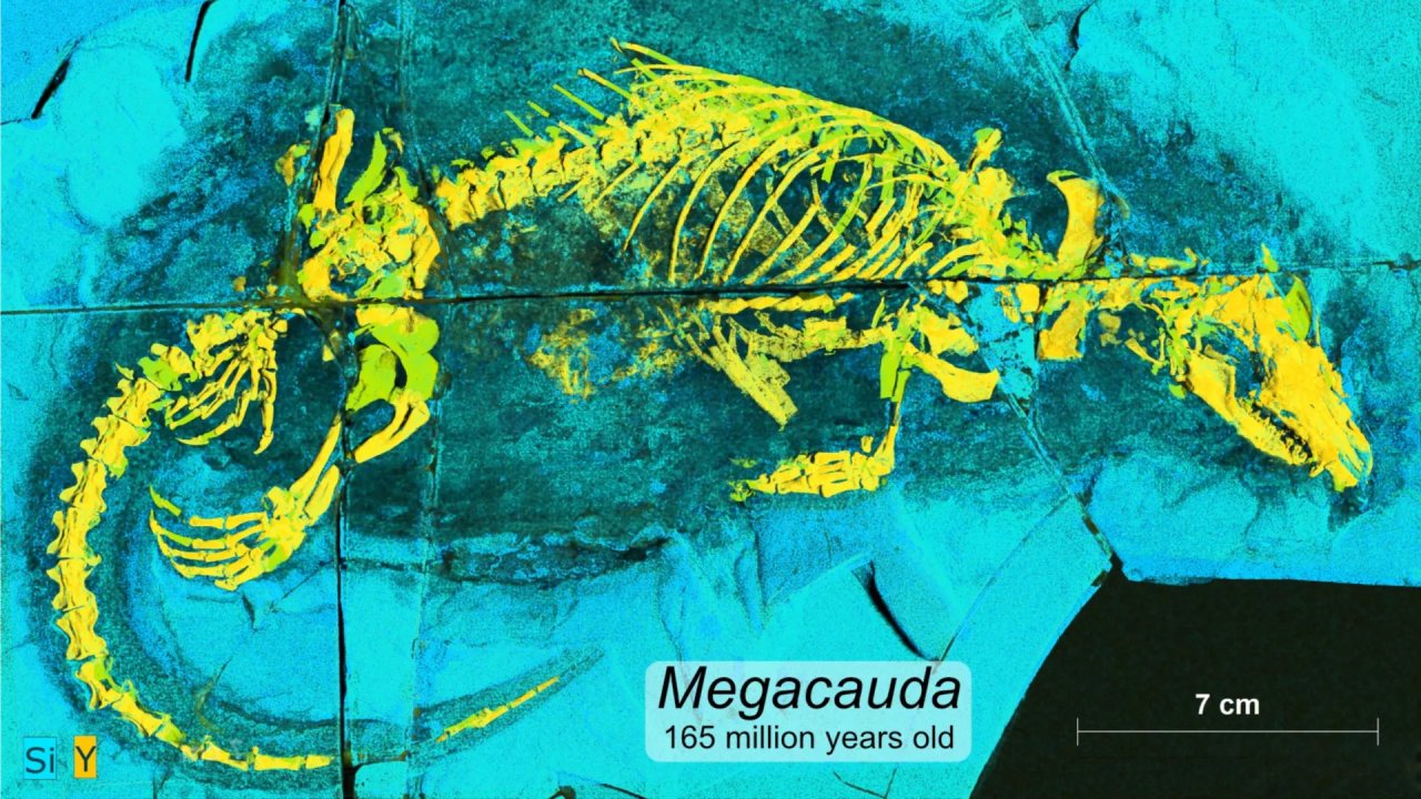 Jurassic Dönem Avcıları İnsan Beyninin Evriminde Rol Oynadı