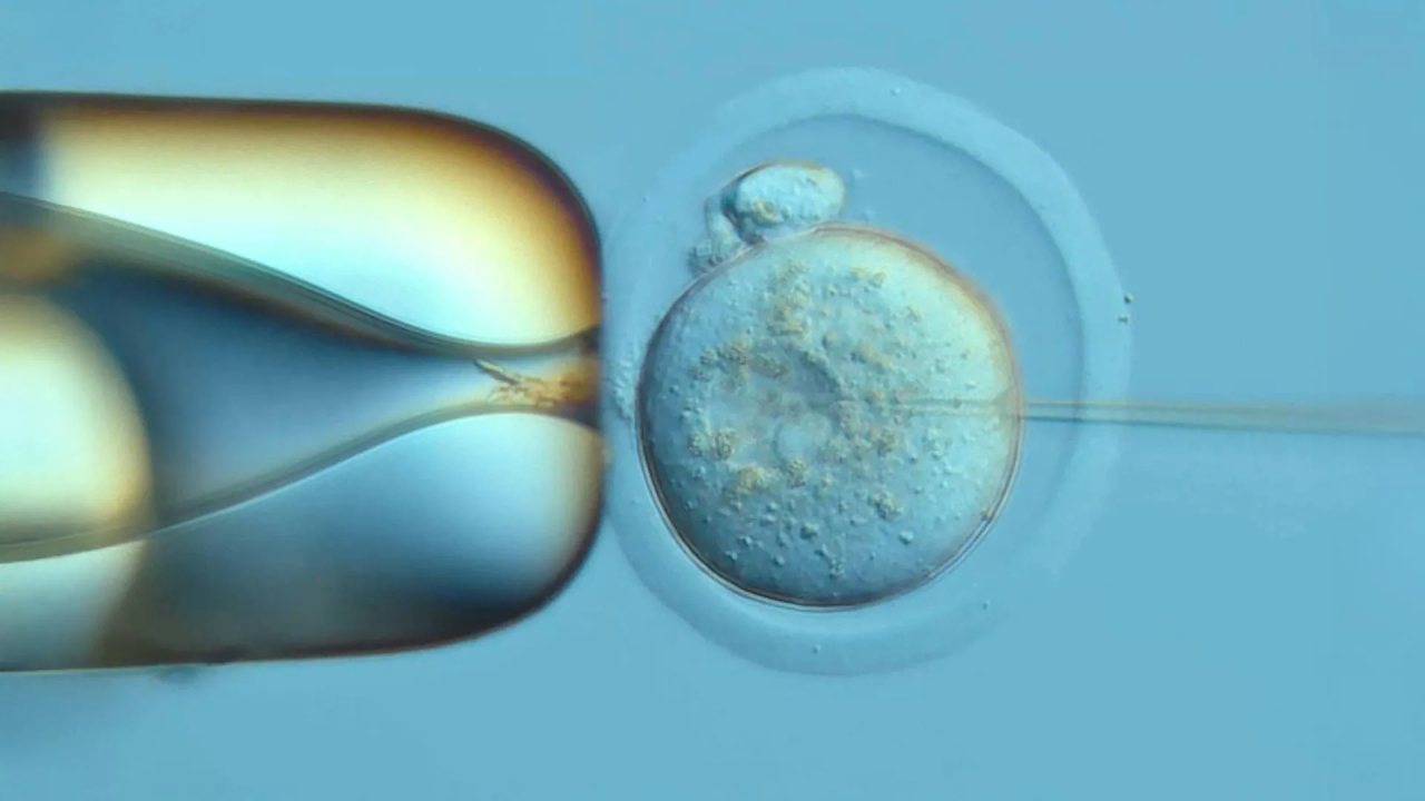 DNA Kayıt Sistemiyle Hücre Gelişimi İzleniyor