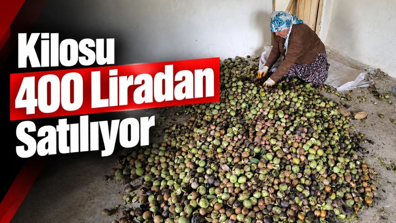 Sason’da Ceviz Hasadı Başladı, Kilosu 400 Lira