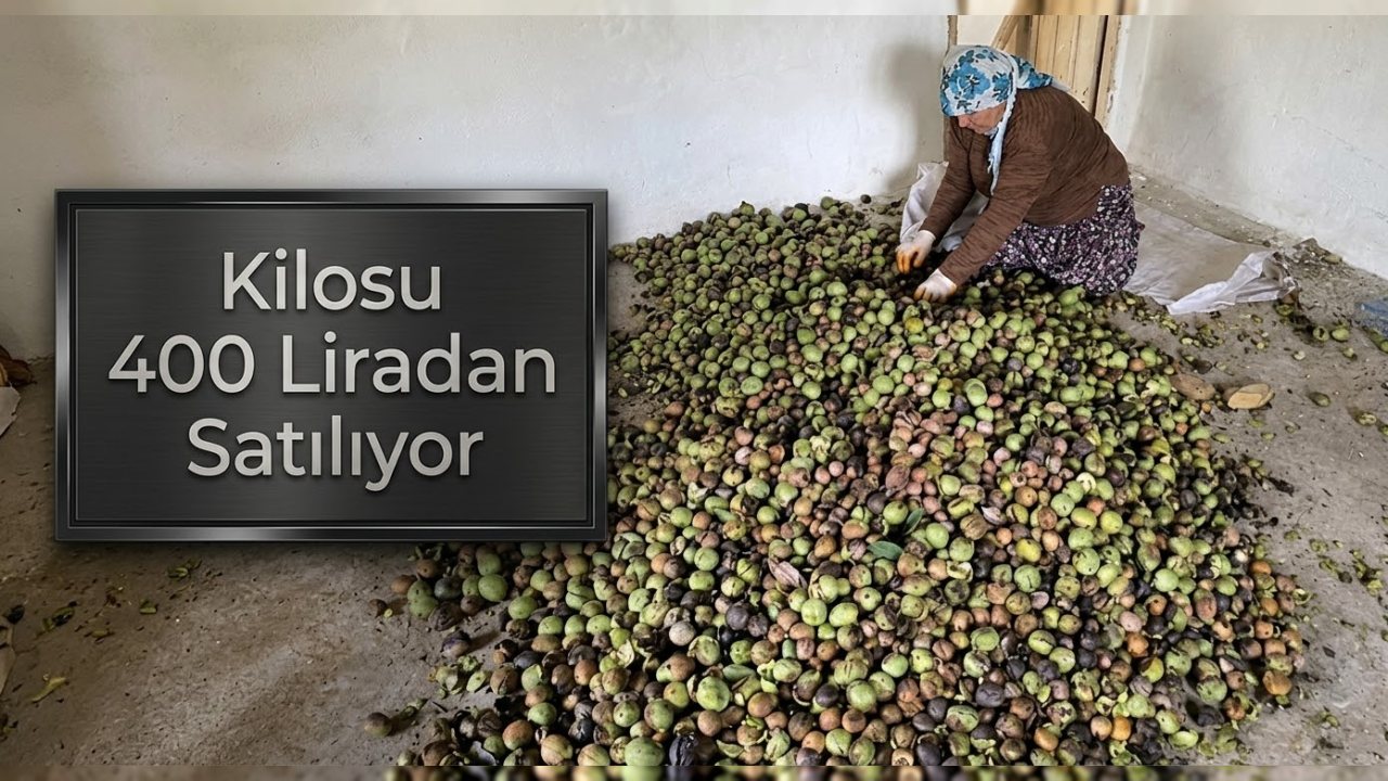 Sason’da Ceviz Hasadı Başladı, Kilosu 400 Lira