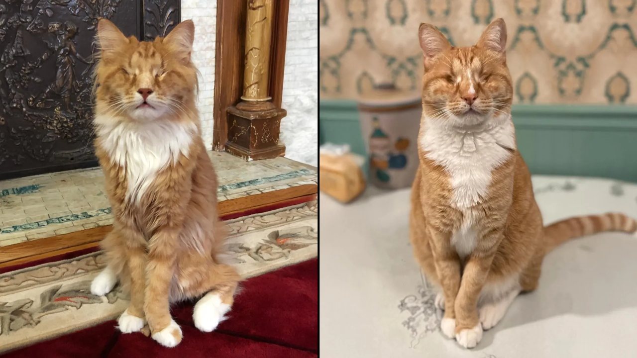 Uzun Bacaklı İki Kedi Marfan Sendromunu Aydınlattı
