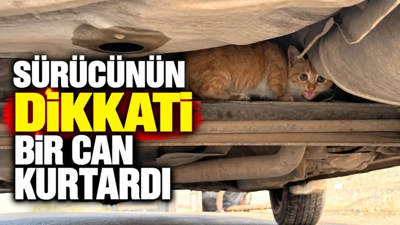 Gercüş’te Sürücünün Dikkati Yavru Kedi Hayatını Kurtardı