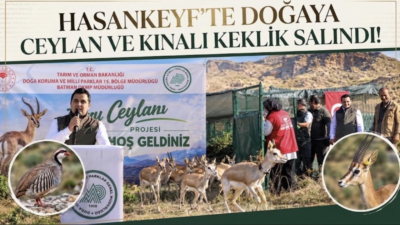 Hasankeyf’te 50 ceylan ve 300 keklik doğaya salındı